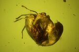 Detailed Fossil Flower in Baltic Amber #197679-2